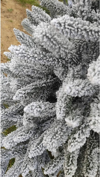 Ель искусственная Maxy Poland Платиновая заснеженная с литыми ветками