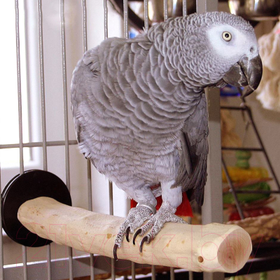 Жердочка для птиц Happy Bird Ветвь кофейная XL / H71002