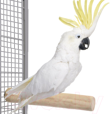 Жердочка для птиц Happy Bird Ветвь кофейная XL / H71002