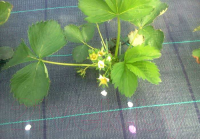 Укрывной материал ХозАгро Почвоукрывной 1.55x10м