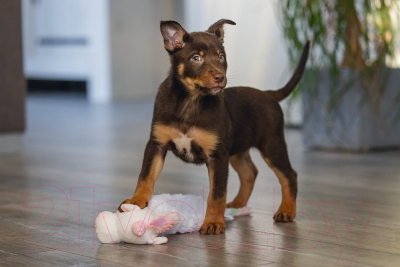 Игрушка для собак Beeztees Единорог / 619460