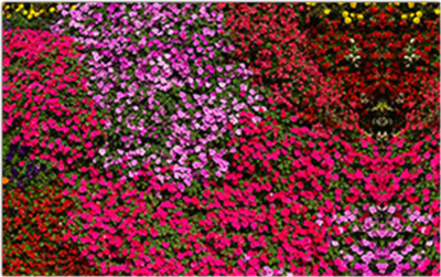 Фотофасад Arthata Цветы / FotoSetka-250-51 - фото