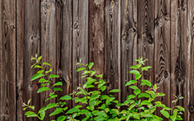 Фотофасад Arthata Дерево / FotoSetka-250-59 - фото