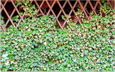 Фотофасад Arthata Плющ / FotoSetka-250-63 - фото