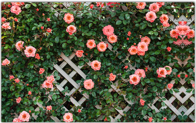 Фотофасад Arthata Цветы / FotoSetka-250-77 - фото