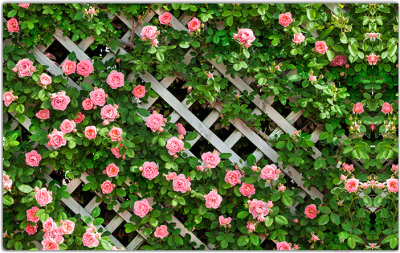 Фотофасад Arthata Розы / FotoSetka-250-78 - фото