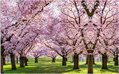 Фотофасад Arthata Сакура / FotoSetka-250-33 - фото