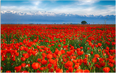 Фотофасад Arthata Маки / FotoSetka-250-36 - фото