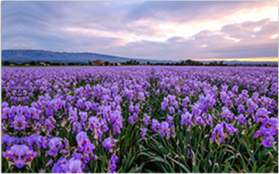 Фотофасад Arthata Лаванда / FotoSetka-250-38 - фото