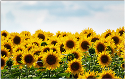 Фотофасад Arthata Подсолнух / FotoSetka-250-39 - фото