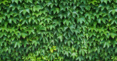 Фотофасад Arthata Кусты / FotoSetka-300-12 - фото