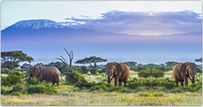 Фотофасад Arthata Слоны / FotoSetka-300-18 - фото