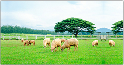 Фотофасад Arthata Поле / FotoSetka-300-22 - фото