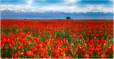 Фотофасад Arthata Маки / FotoSetka-300-36 - фото