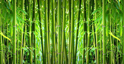 Фотофасад Arthata Бамбук / FotoSetka-300-4 - фото