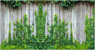 Фотофасад Arthata Плющ / FotoSetka-300-56 - фото