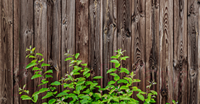 Фотофасад Arthata Дерево / FotoSetka-300-59 - фото