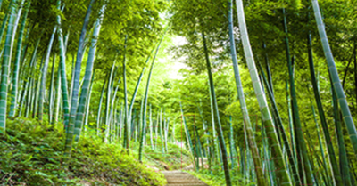 Фотофасад Arthata Бамбук / FotoSetka-300-5 - фото