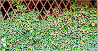 Фотофасад Arthata Плющ / FotoSetka-300-63 - фото