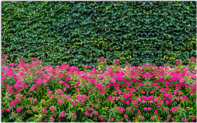 Фотофасад Arthata Кусты / FotoSetka-300-75 - фото