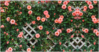 Фотофасад Arthata Цветы / FotoSetka-300-77 - фото