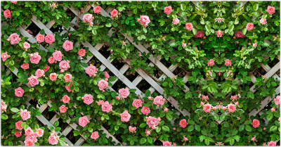 Фотофасад Arthata Розы / FotoSetka-300-78 - фото
