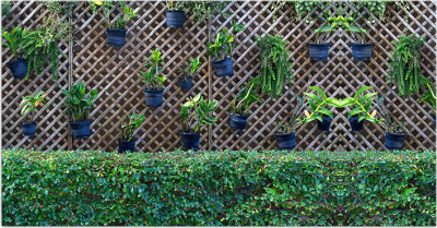 Фотофасад Arthata Кусты / FotoSetka-300-82 - фото