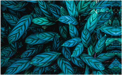 Фотофасад Arthata Листья / FotoSetka-250-14 - фото