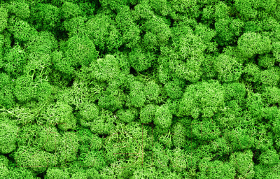 Фотофасад Arthata Зелень / FotoSetka-250-16 - фото