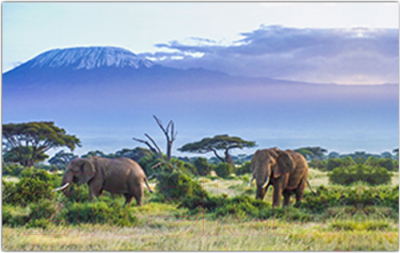 Фотофасад Arthata Слоны / FotoSetka-250-18 - фото