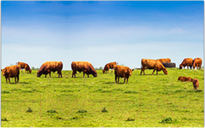 Фотофасад Arthata Поле / FotoSetka-250-21 - фото