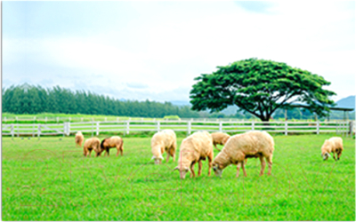 Фотофасад Arthata Поле / FotoSetka-250-22 - фото