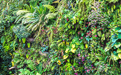 Фотофасад Arthata Зелень / FotoSetka-250-9 - фото