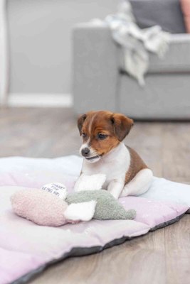 Игрушка для собак Trixie Junior Свинья 36169