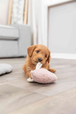 Игрушка для собак Trixie Junior Свинья 36169