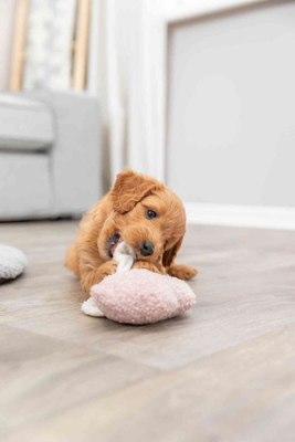 Игрушка для собак Trixie Junior Свинья 36169