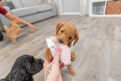 Игрушка для собак Trixie Junior Свинья 36169