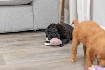 Игрушка для собак Trixie Junior Свинья 36169