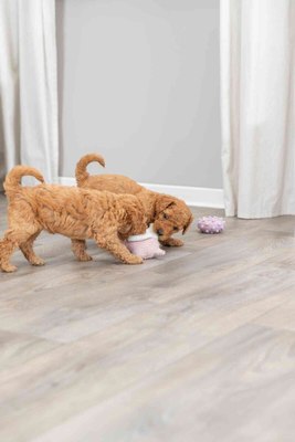 Игрушка для собак Trixie Junior Свинья 36169