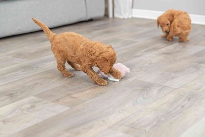 Игрушка для собак Trixie Junior Свинья 36169