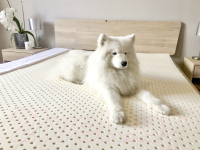 Матрас Coala Home 120x200x10