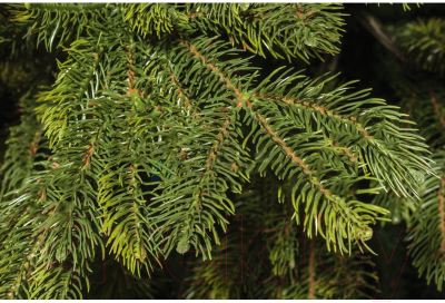 Ель искусственная National Tree Company Таежная / ТЖ-150 (150см)