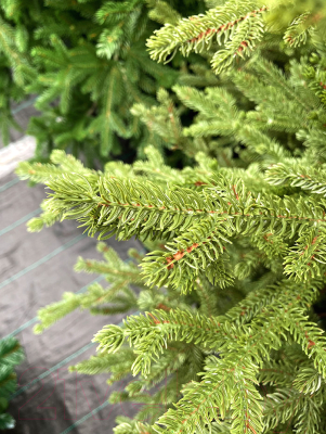 Ель искусственная GreenTerra Вилтони