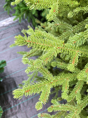 Ель искусственная GreenTerra Вилтони