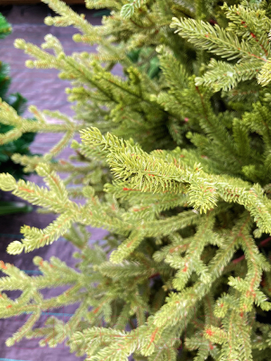 Ель искусственная GreenTerra Вилтони