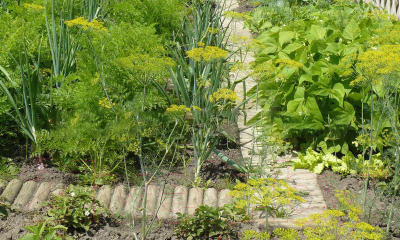 Изгородь декоративная Массив-Древ Рольборд D60x400x2000