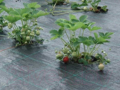 Укрывной материал Lanex Агроткань РП 1.60х5м / 7603