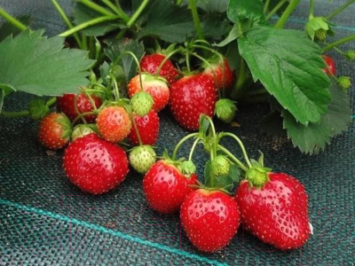 Укрывной материал Lanex Агроткань РП 1.60х10м / 7618