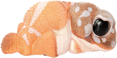 Фигурка коллекционная Exoprima Геккон / 26382/AH - фото