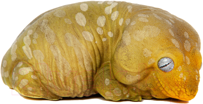 Фигурка коллекционная Exoprima Геккон / 26344/AH - фото